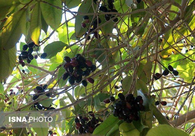 آغاز برداشت میوه گرمسیری جم در هرمزگان شروع برداشت میوه گرمسیری جم در هرمزگان