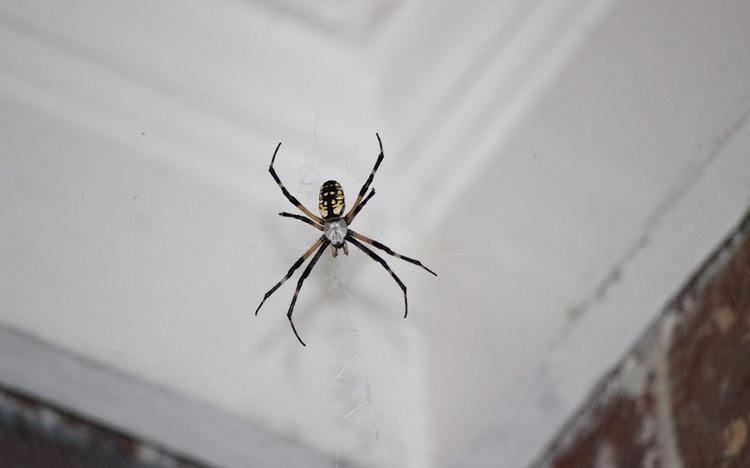 چرا عنکبوت های عاشق پیشه به خانه های ما هجوم می آورند؟