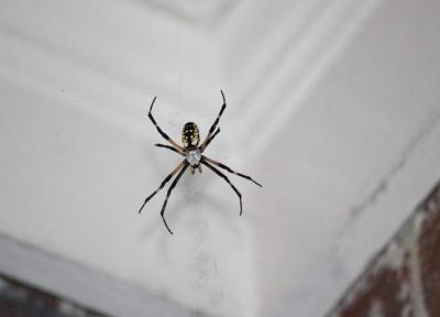 چرا عنکبوت های عاشق پیشه به خانه های ما هجوم می آورند؟