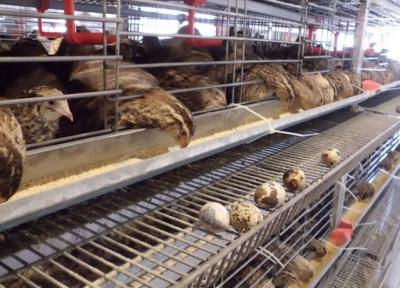 کمبود گوشت بلدرچین در بازار