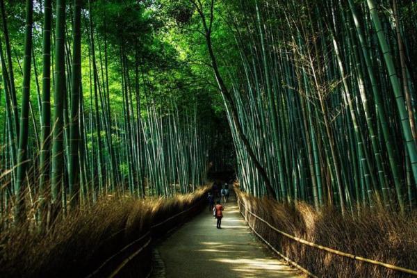 تقویت سلامتی با حمام جنگلی ژاپنی