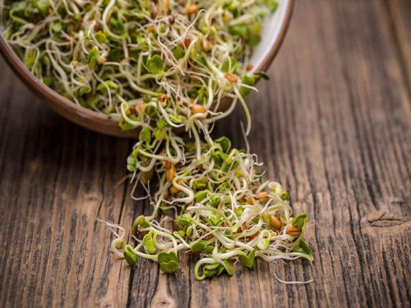 طرز تهیه جوانه گندم در 2 روز